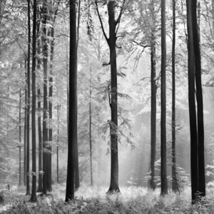 A.S. Creation | Designwalls 2.0 | DD118858 | Fototapete | Vlies | 366 x 254 c...