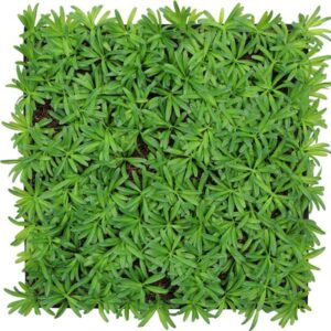 JANGAL Modular Wall Akustik Wandpaneel 520 x 520 x 50 mm Podocarpus Tea Tree ...